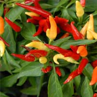 Red capsicum annuum peppers used in the ZenCortex formula