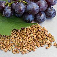 Fresh grapes representing the grape seed extract in the ZenCortex formula
