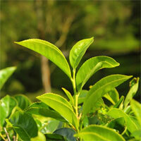 Green tea leaves used as an ingredient in the ZenCortex hearing formula