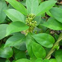 Gymnema Sylvestre leaves included in the ZenCortex supplement formula