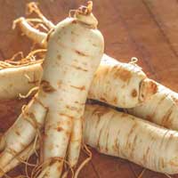 Panax ginseng root, an adaptogenic ingredient in ZenCortex